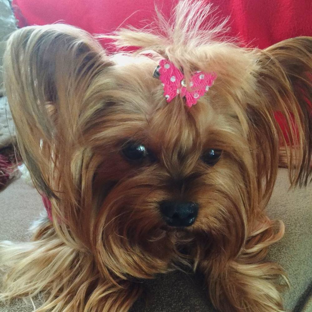 Meet your Posher, Elizabeth